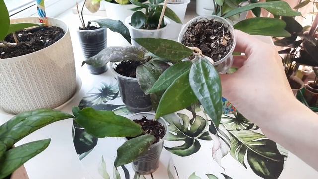 /Хойи/Большой обзор хой часть 4/Цветочные новости/💗🌱 смотреть онлайн