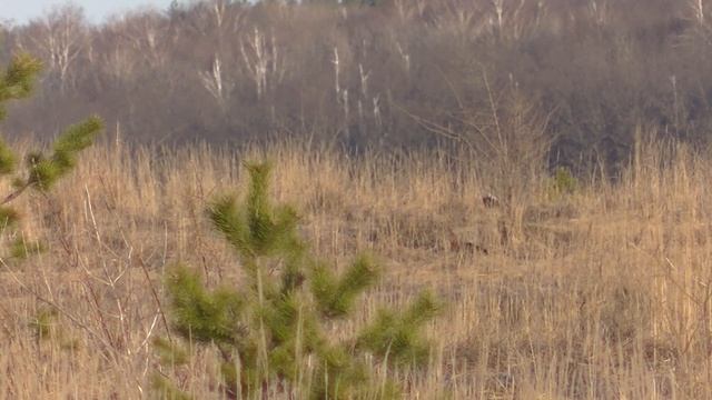 Тетеревиный ток и подготовка к охоте. смотреть онлайн