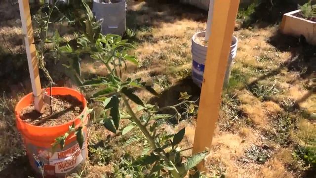 Необходимые процедуры для томатов во время их роста / Уход за помидорами в июне, июле, августе. смотреть онлайн