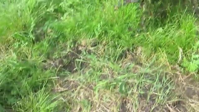 Снова на дачу - надо все полить. Что для меня дача? смотреть онлайн