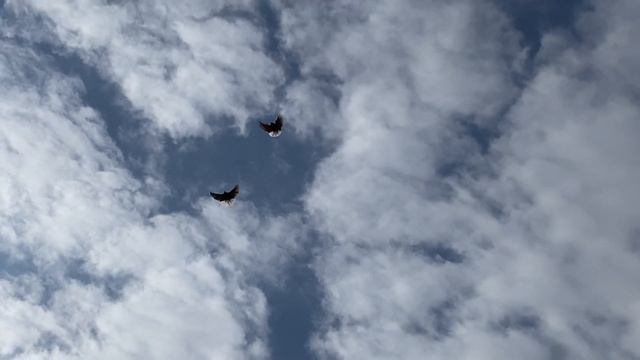 Мелитопольские голуби. Будем помнить… смотреть онлайн