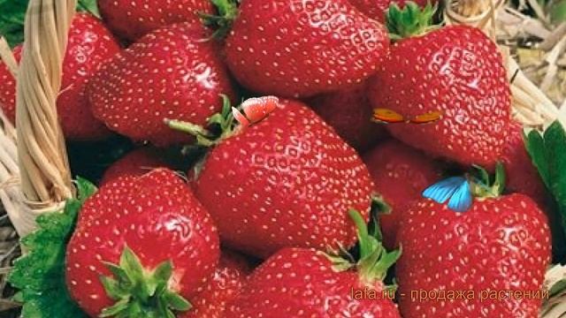 Земляника садовая Полка (fragaria ananassa) ? Полка обзор: как сажать, рассада земляники Полка смотреть онлайн