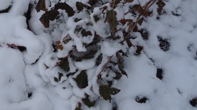 Дела в саду в ноябре. Расслабляться еще рано смотреть онлайн