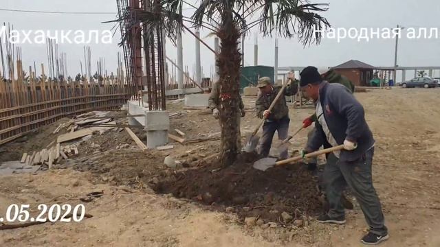Махачкала 04.05.2020. Посадка пальмы на народной аллее смотреть онлайн