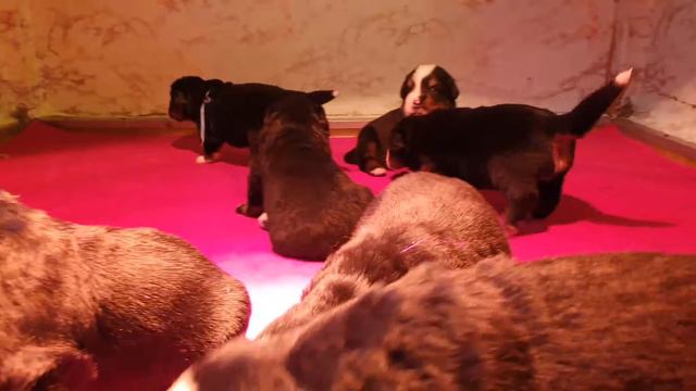 Dyourbahler Klab CH ... males 2,5 weeks. AVAILABLE !!! смотреть онлайн