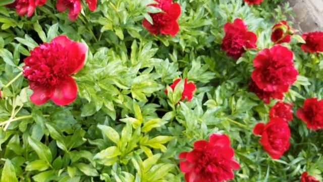 ЦВЕТЫ ПИОНЫ РЕД ШАРМ 2021 год FLOWERS PIONE RED CHARM 2021 #100 смотреть онлайн