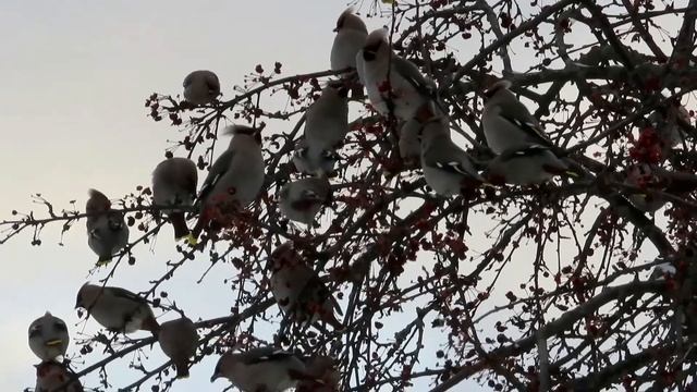 № 2097  30 03  2022  Свиристели