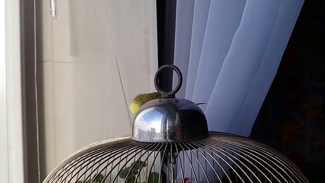 Петруша играет в прятки