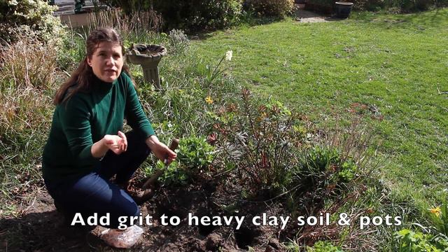 Gladiolus - How to plant gladioli tubers - Striking flowers in your garden for weeks! смотреть онлайн