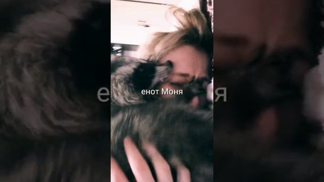 Енот полоскун в домашних условиях (в квартире) смотреть онлайн