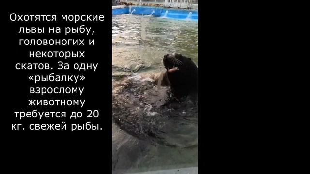 Сафари Парк Краснодар (Safari Park Krasnodar) смотреть онлайн