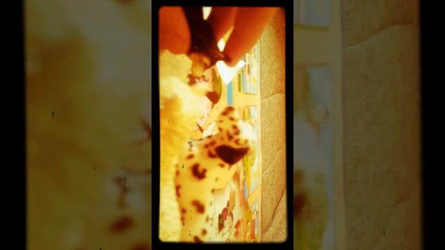 Смайл дог 2 смотреть онлайн