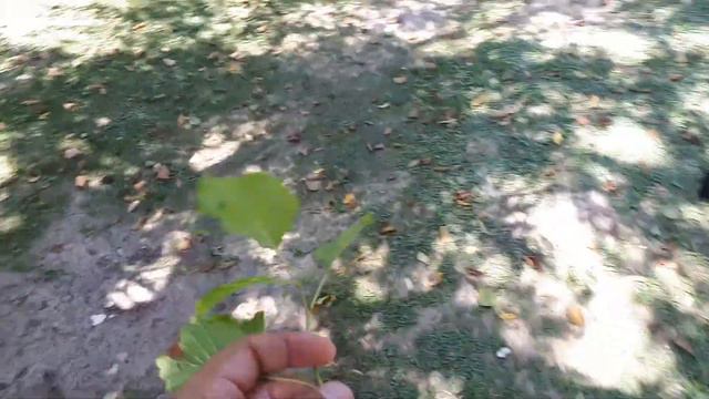 Te enseño supervivencia en el parana...nito смотреть онлайн