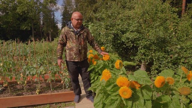 ДЕКОРАТИВНЫЙ ПОДСОЛНЕЧНИК ПЛЮШЕВЫЙ МИШКА. Новинка! смотреть онлайн