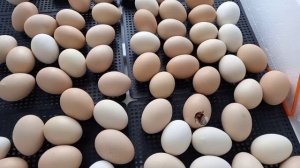 Инкубация куриных яиц/Итоги инкубации в инкубаторе Несушка на 104 яйца.