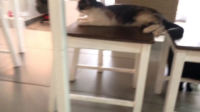 Очень много кошек Котейня Кафе с кошками Смешные котики Игры с котами Любимые котики дети с кошкам смотреть онлайн