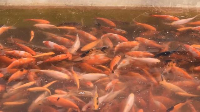 Цветные караси или караси кои смотреть онлайн