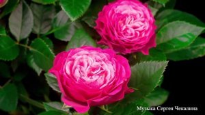 Красивая музыка Сергея Чекалина!Сборник ЛУЧШИХ Мелодий от которых мурашки по телу! Для вас с любовь