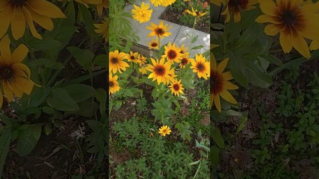 Рудбекия - самый неприхотливый долгоцветущий однолетник смотреть онлайн