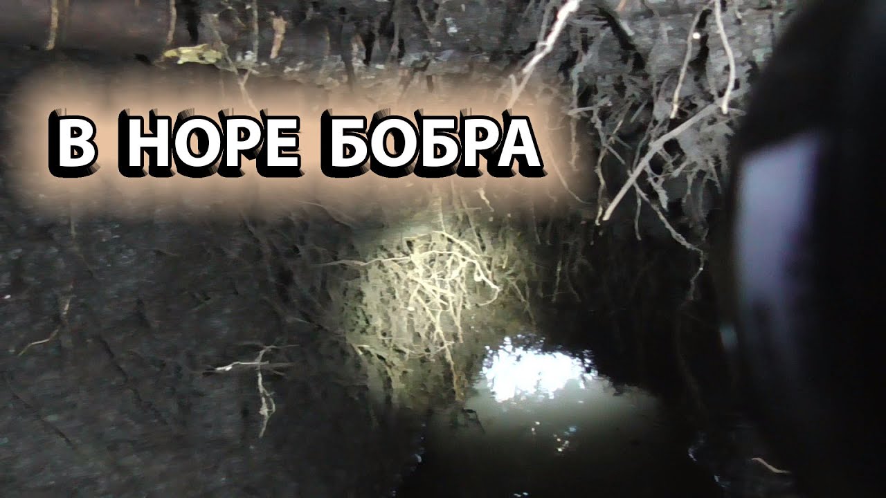 ОПУСТИЛ КАМЕРУ В НОРУ Охота на бобра смотреть онлайн