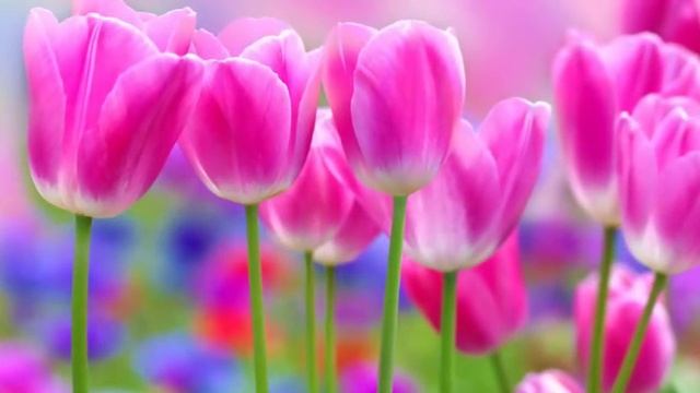 Вот и встретились два одиночества. Елена Ушанкова. Консультация Астролога Нумеролога. Коучинг. смотреть онлайн