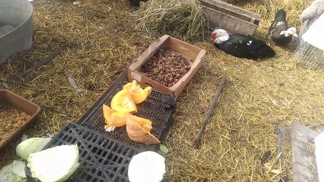 Куры зажирели, что делать? смотреть онлайн