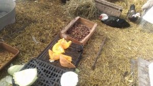 Куры зажирели, что делать?