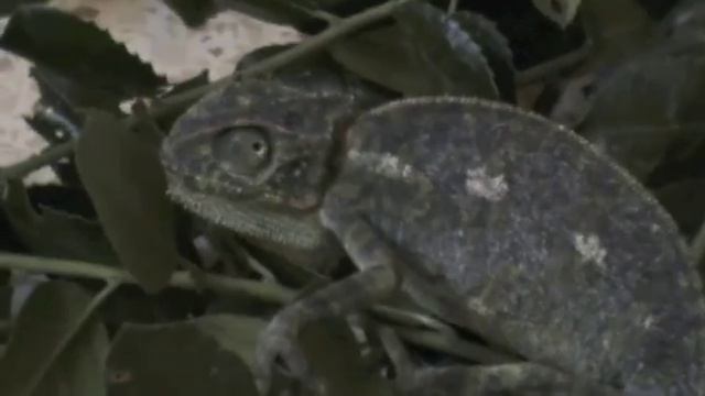 Яйца хамелеона chameleon's eggs