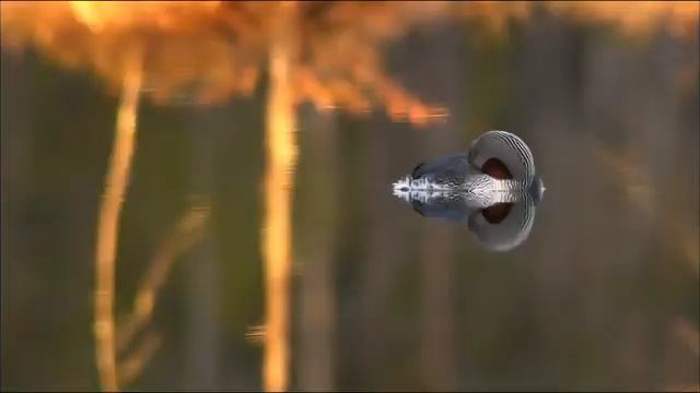 Дикая природа Скандинавии. Документальный фильм. Швеция смотреть онлайн