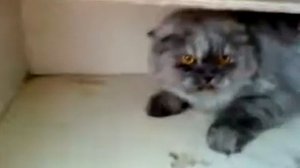Кошка шипит