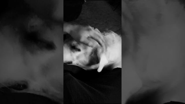 Мистер КОКОС_коричневый нос. Пусть это останется сдезь?? #лабрадор ❤❤❤ смотреть онлайн