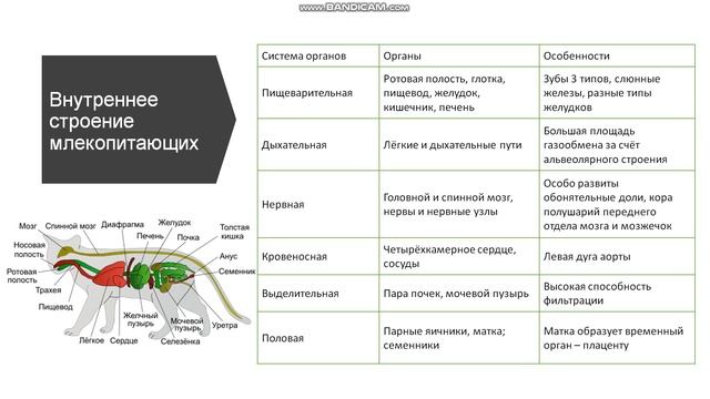 7 класс. Класс млекопитающие. Внутреннее строение. смотреть онлайн