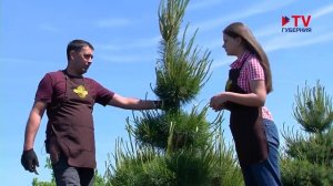 Формирующая стрижка сосны