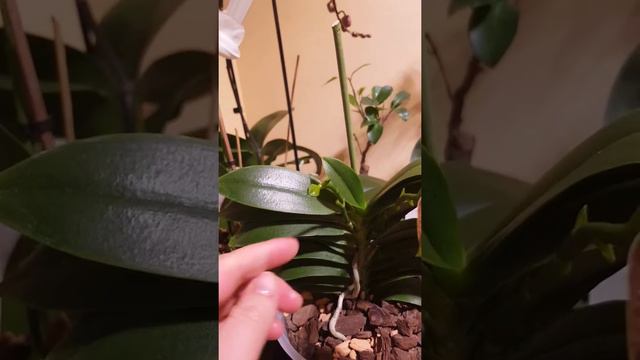Joy Fairy Tale моё дом цветение 🤪🧚♀️ смотреть онлайн
