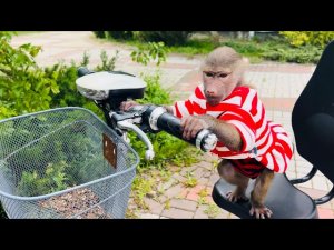 Люся НАРЯДИЛАСЬ и вышла на прогулку, по-моему скоро начнёт САМА РУЛИТЬ вместо Влада!