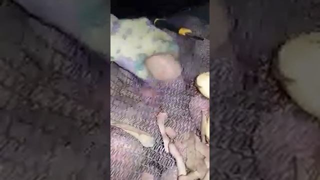 Картофель Родриго смотреть онлайн