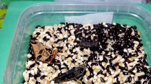 Жук знахарь в домашних условиях - содержание - кормление