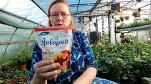 Чем подкармливаем гортензию крупнолистную весной