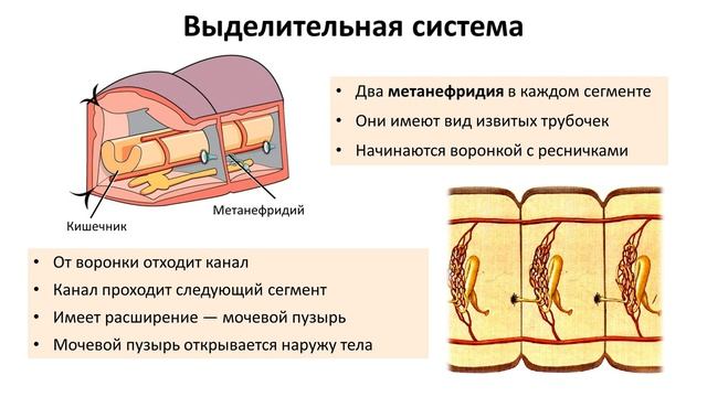 8. Кольчатые черви (7 класс) - биология, подготовка к ЕГЭ и ОГЭ 2019 смотреть онлайн