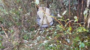 Охота на волка капканами, осень 2020. 18+ Wolf Trapping Hunting