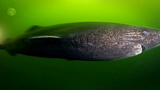 Самая большая акула в мире. Мегалодон. Подводный мир. Гигантская акула смотреть онлайн