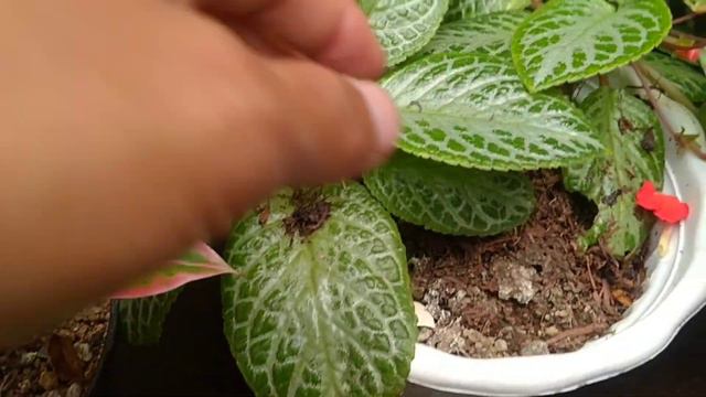 MEMPERTAHANKAN AGAR SELALU INDAH DAN SUBUR ITU SUSAH BUTUH KETELATENAN|TANAMAN HIAS DIDEPAN RUMAH смотреть онлайн