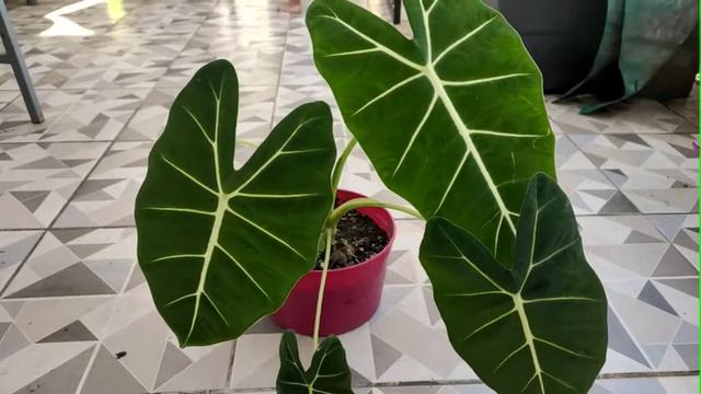 Gabi-gabi ornamental ALOCASIA FRYDEK GREEN VELVET ALOCASIA смотреть онлайн