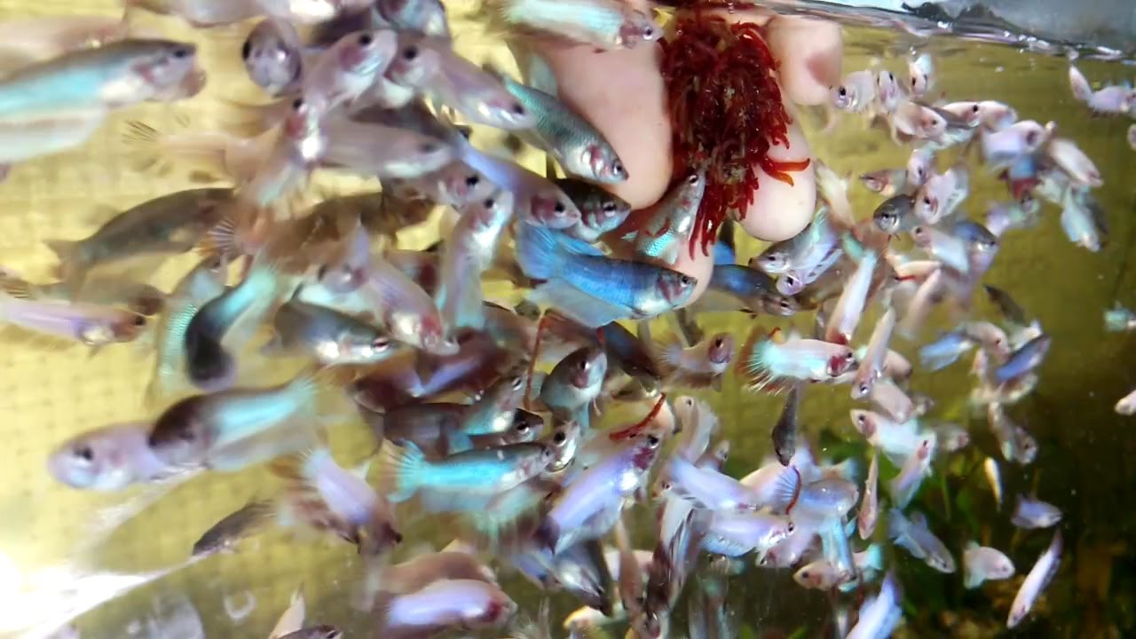 Петушки HalfMoon Dambo. 1,5 месяца от рождения, уже окрашиваются смотреть онлайн