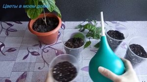 ??КЛЕРОДЕНДРУМ ТОМПСОНА.ОБРЕЗКА И РАЗМНОЖЕНИЕ.#комнатныерастения #клеродендрум #цветы #домашниецвет