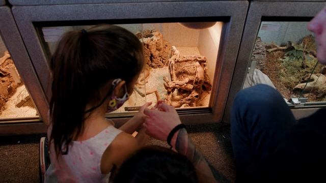 Elise Types 50 WPM to Get Her Red Bearded Dragon смотреть онлайн