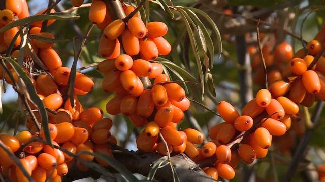 Народные приметы на 24 августа. смотреть онлайн