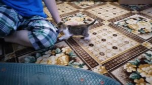 2019г Кормление котенка из бутылочки