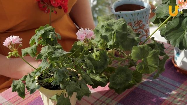 Выращиваем пеларгонию | На даче смотреть онлайн