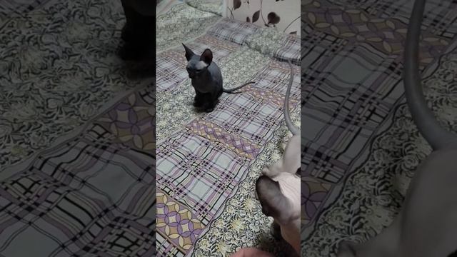 Как успокоить котят?! #канадскийсфинкс #котята #cats смотреть онлайн